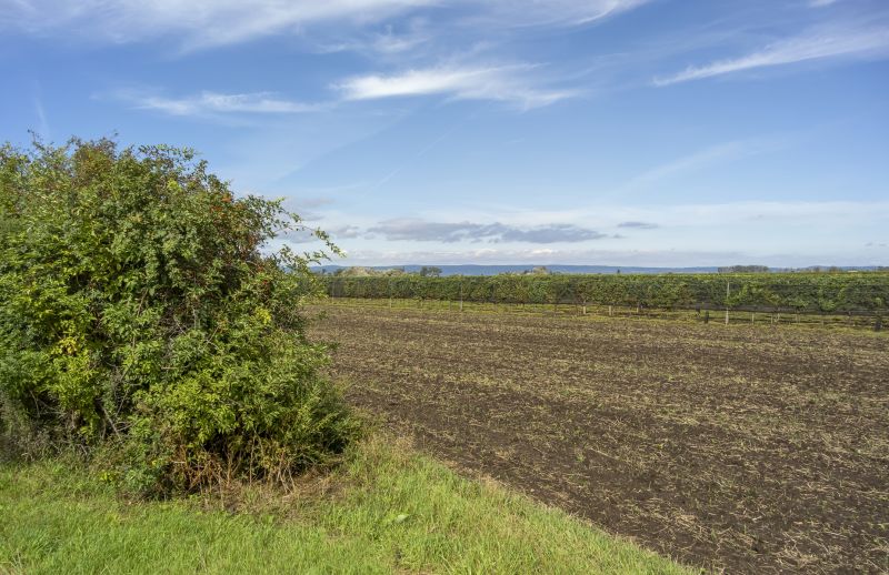 Farm Clearing