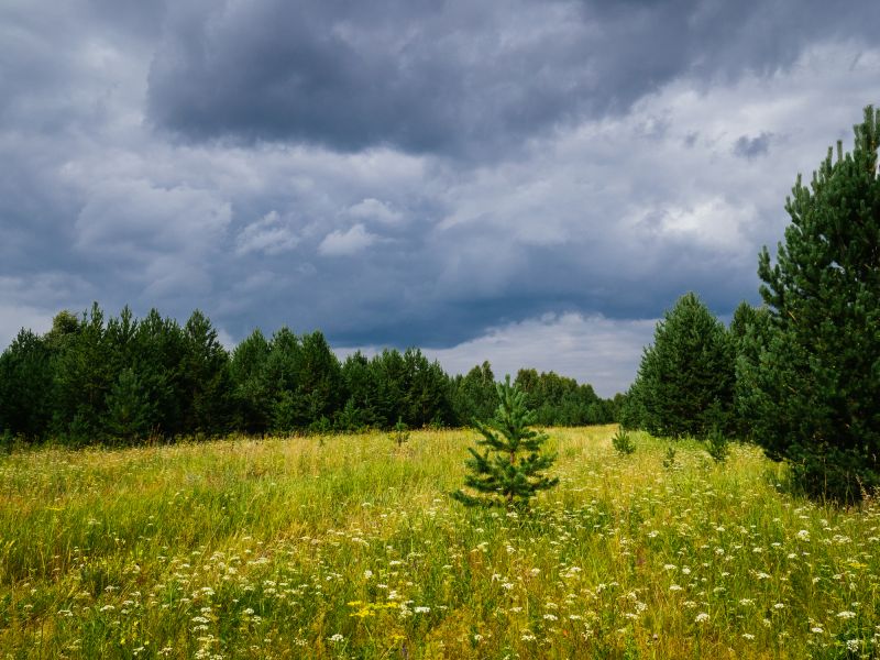 Farm Clearing